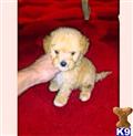 maltipoo puppy posted by NEW PUPPIES